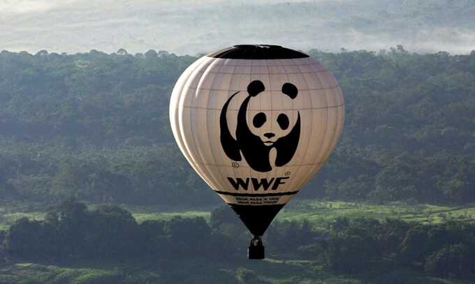 Минюст внес иноагента WWF в список нежелательных организаций